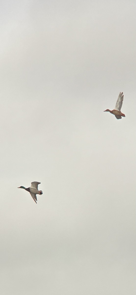 綠頭鴨 - ML651885160