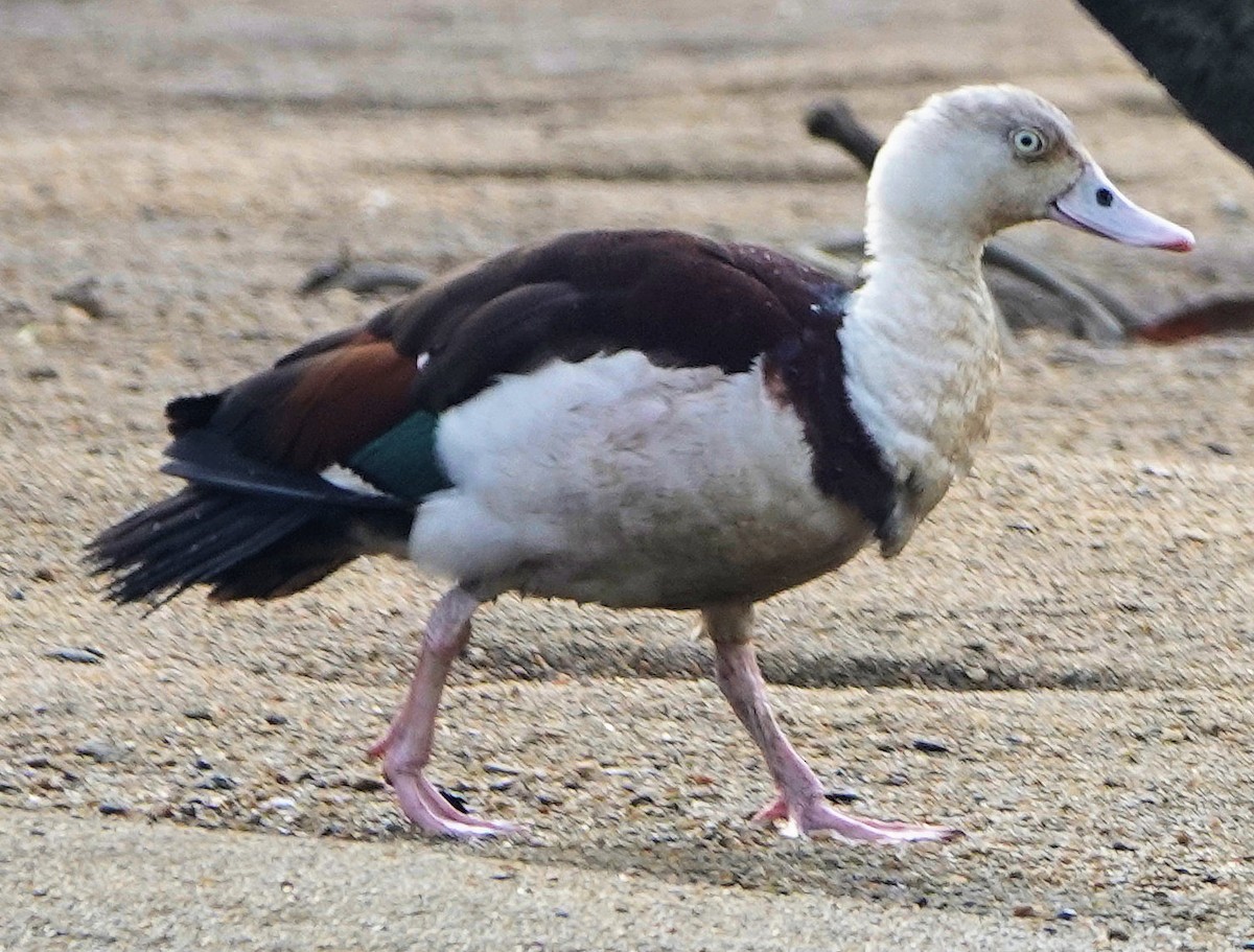 Tadorne radjah - ML651885179