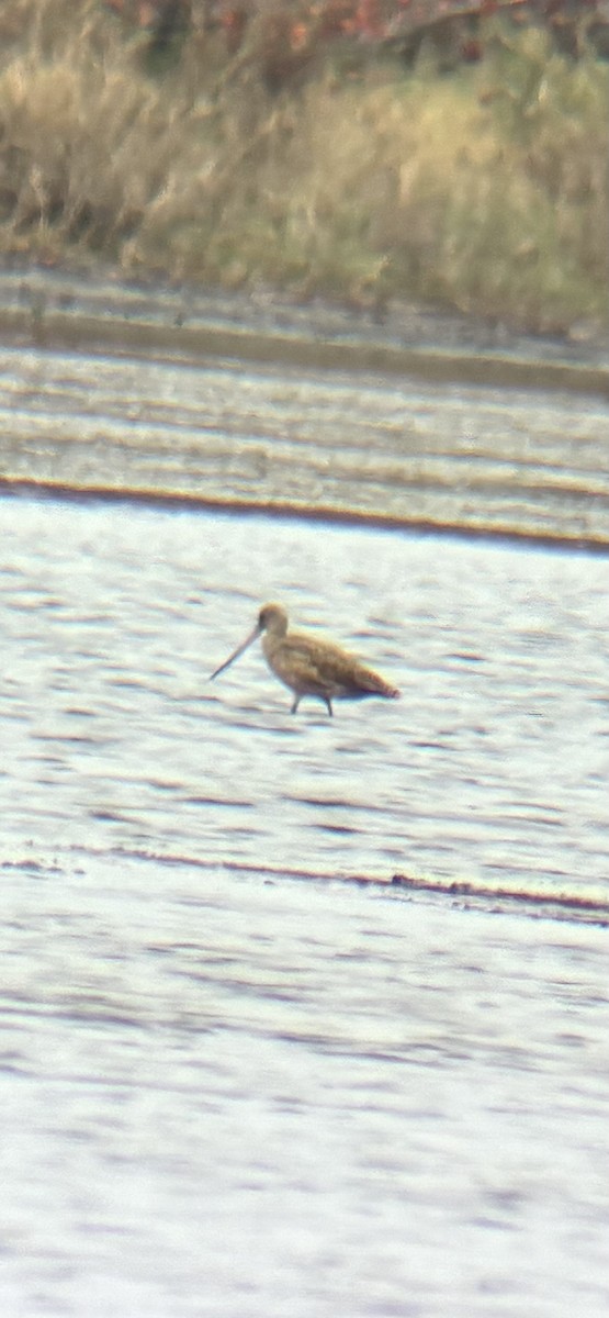 Marbled Godwit - ML651885190