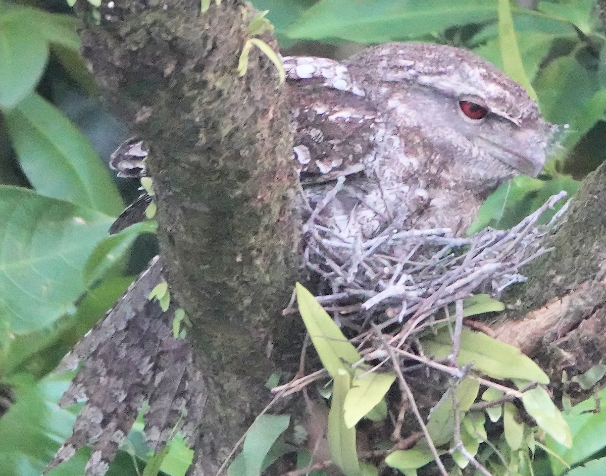 Podarge papou - ML651885192