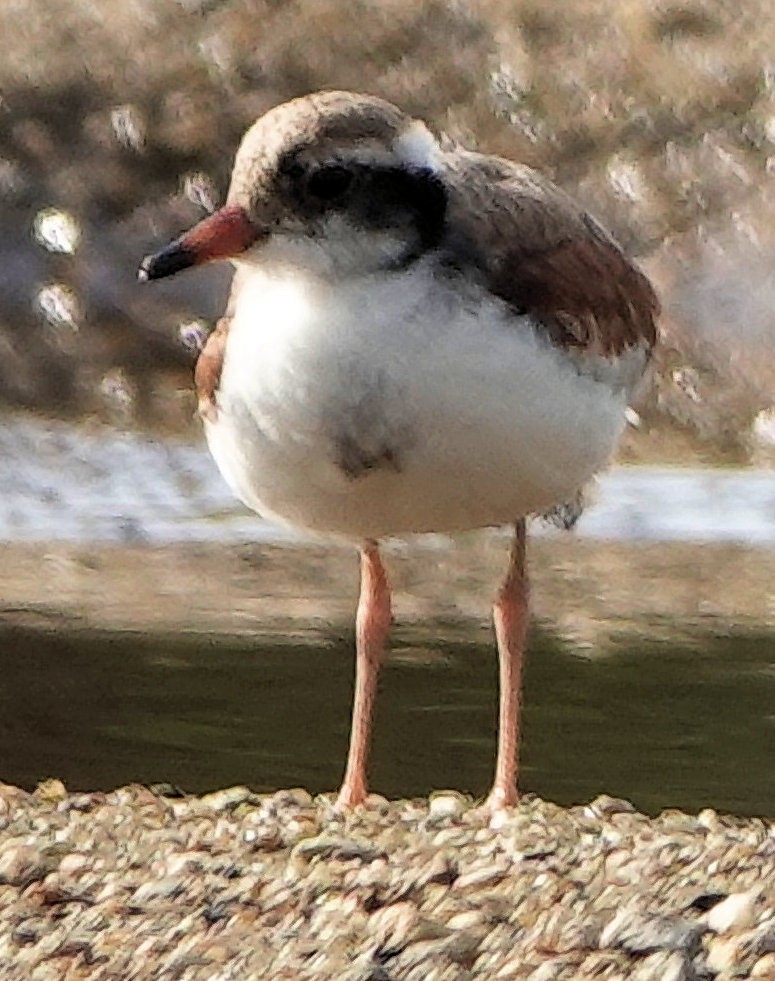 Pluvier à face noire - ML651885232