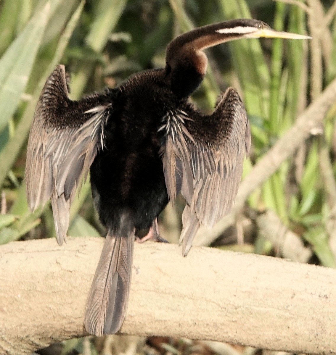 Anhinga d'Australie - ML651885275
