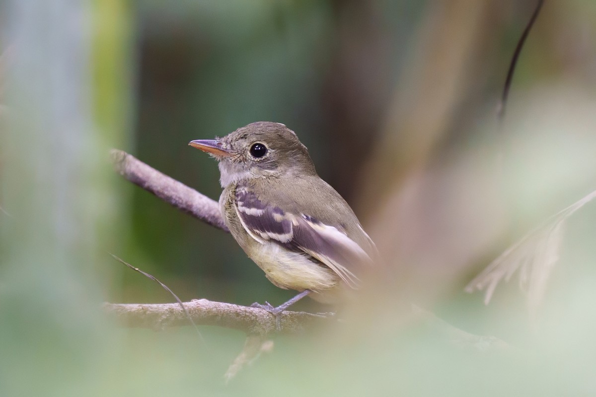 Восточный мухолов - ML651885277