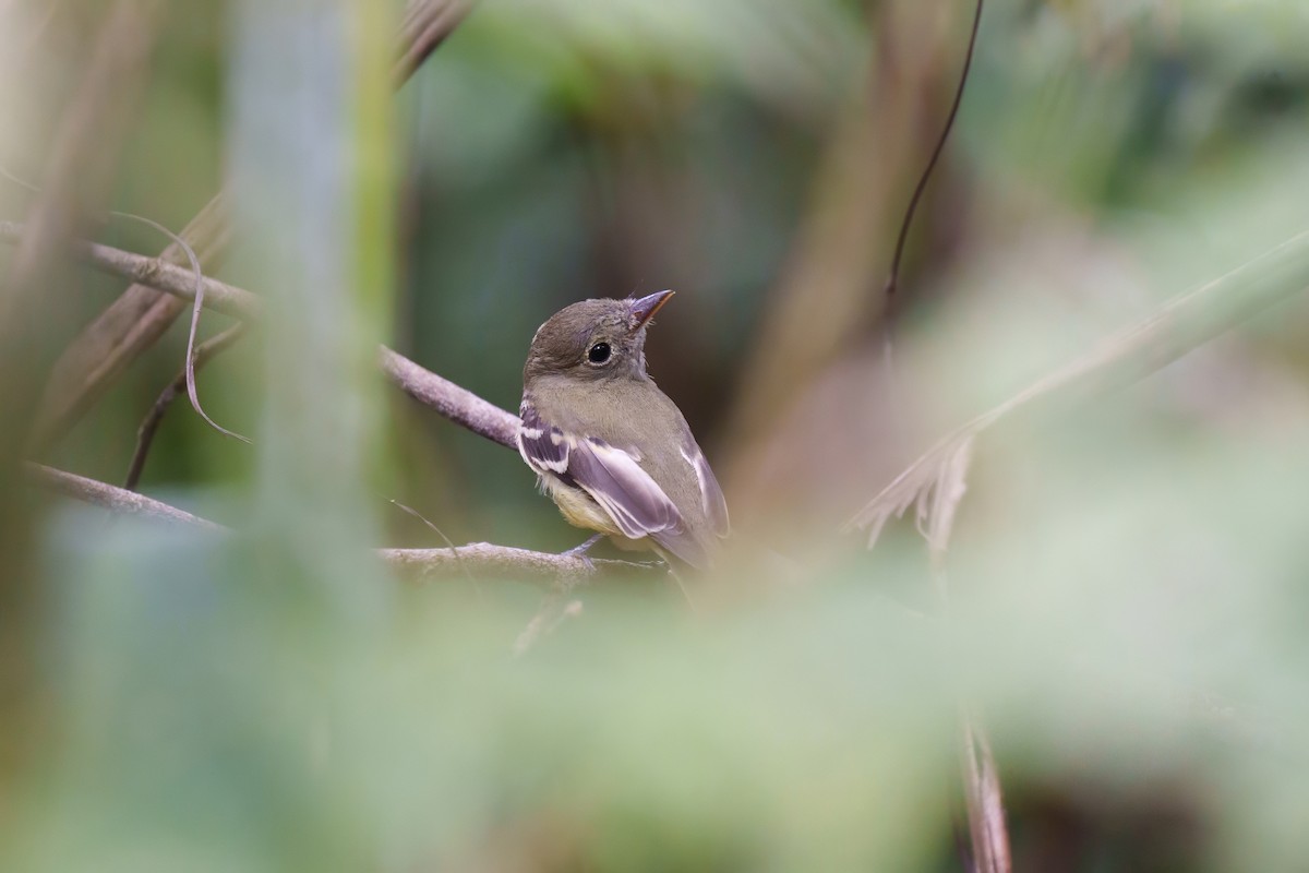 Восточный мухолов - ML651885278