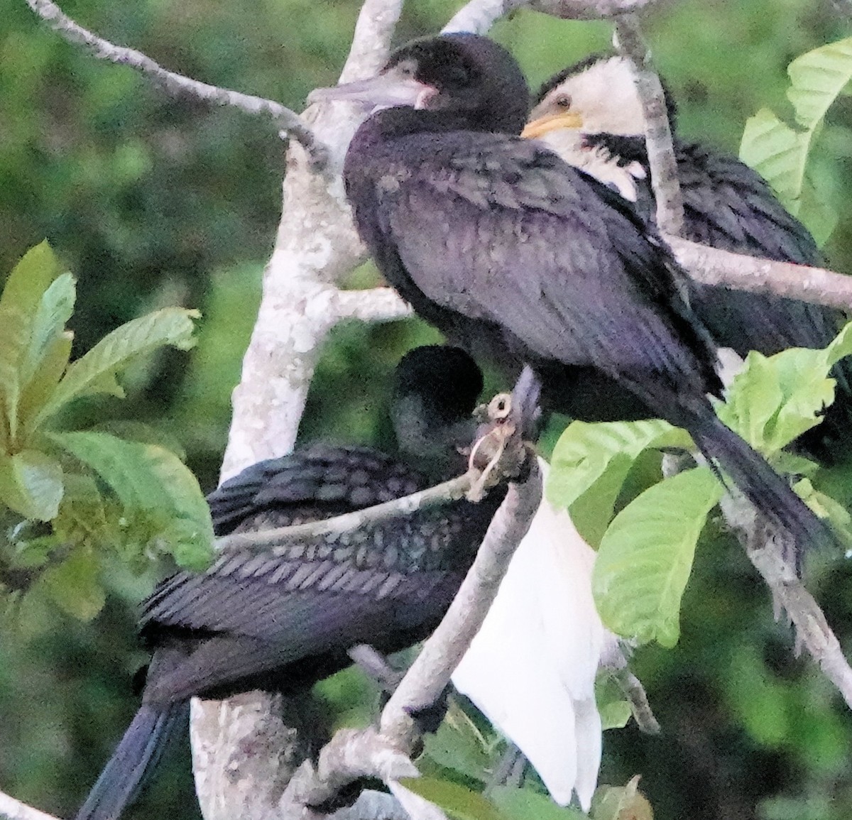 Cormoran noir - ML651885298