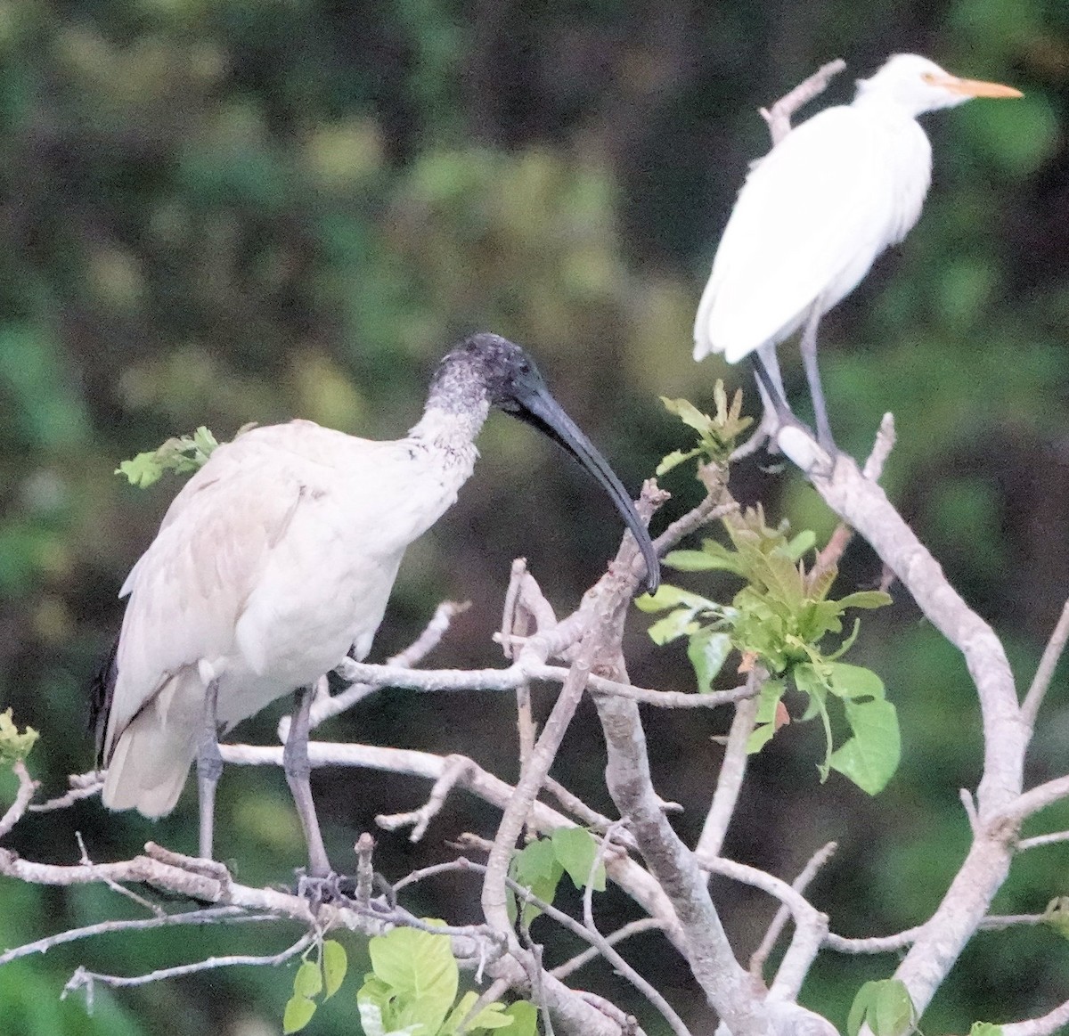 Ibis à cou noir - ML651885350