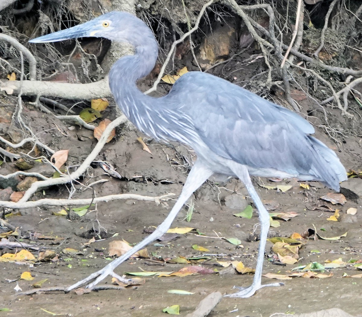 Héron typhon - ML651885466