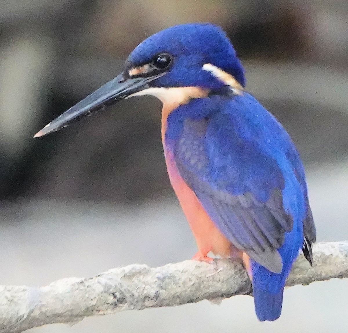 Martin-pêcheur à dos bleu - ML651885480