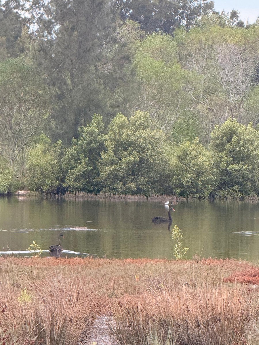 コクチョウ - ML651885511