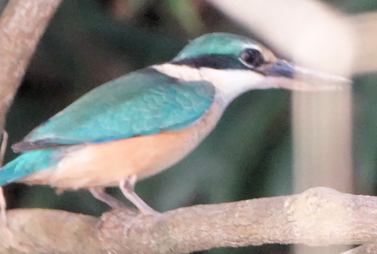 Martin-chasseur sacré - ML651885521