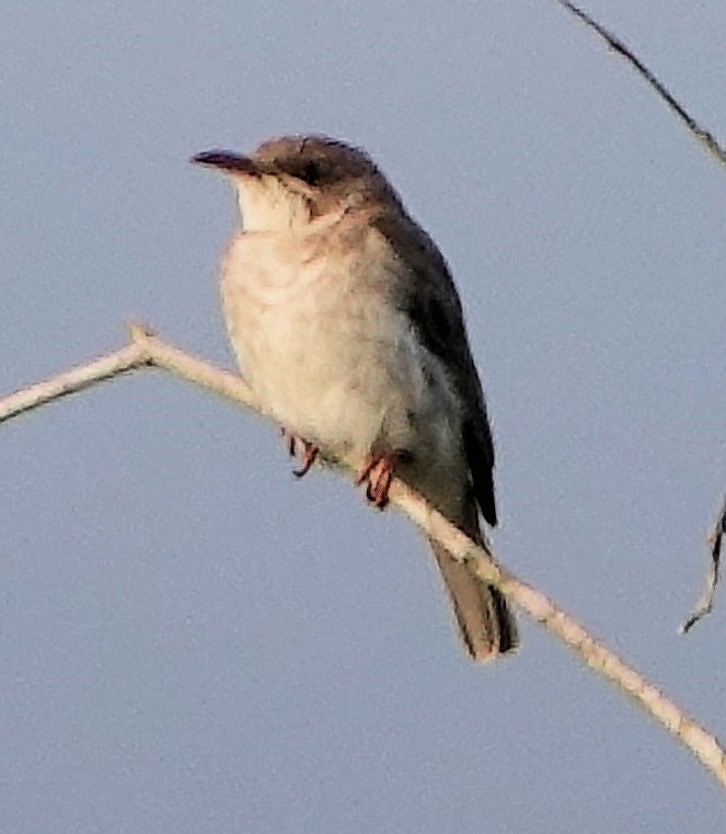 Méliphage modeste - ML651885564