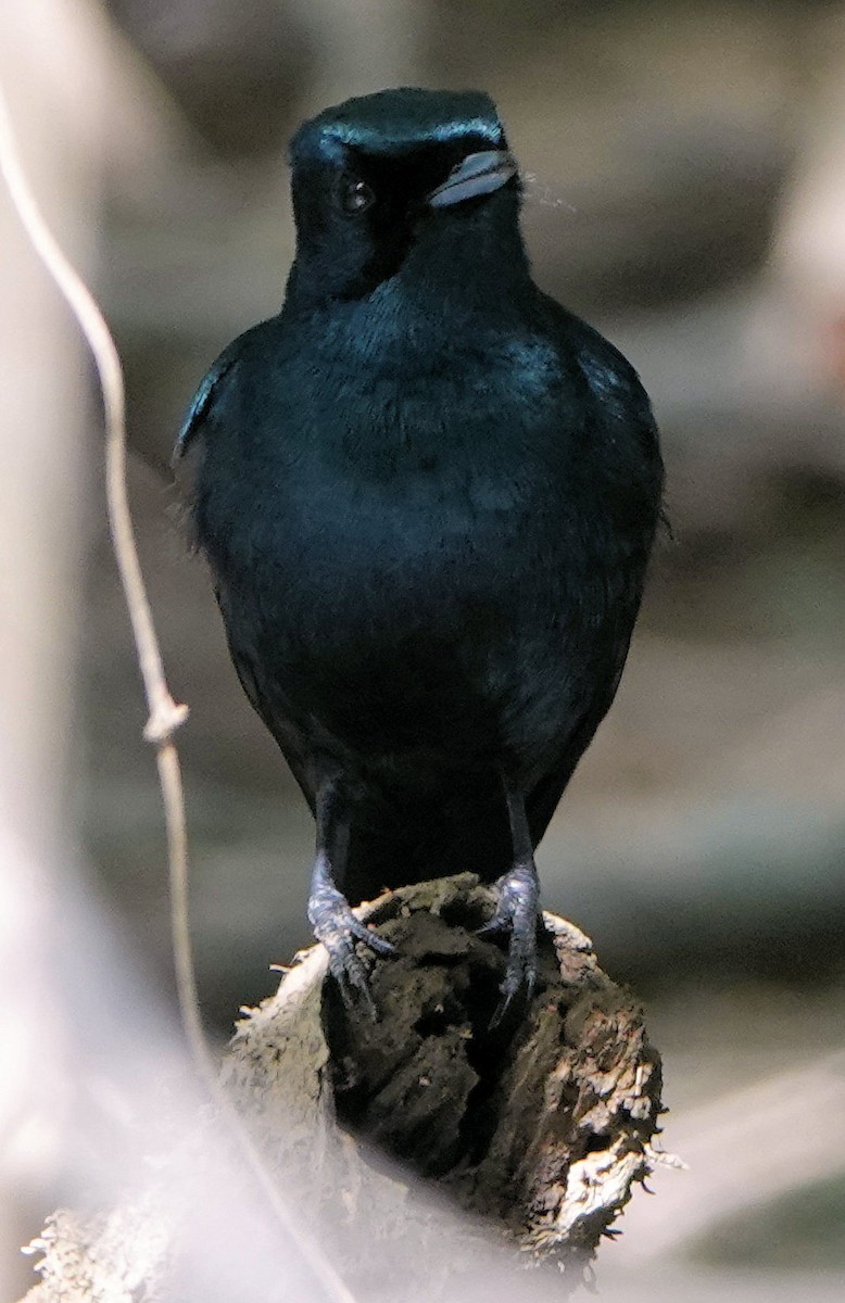 Monarque luisant - ML651885586