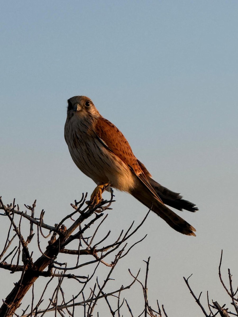 オーストラリアチョウゲンボウ - ML651885766