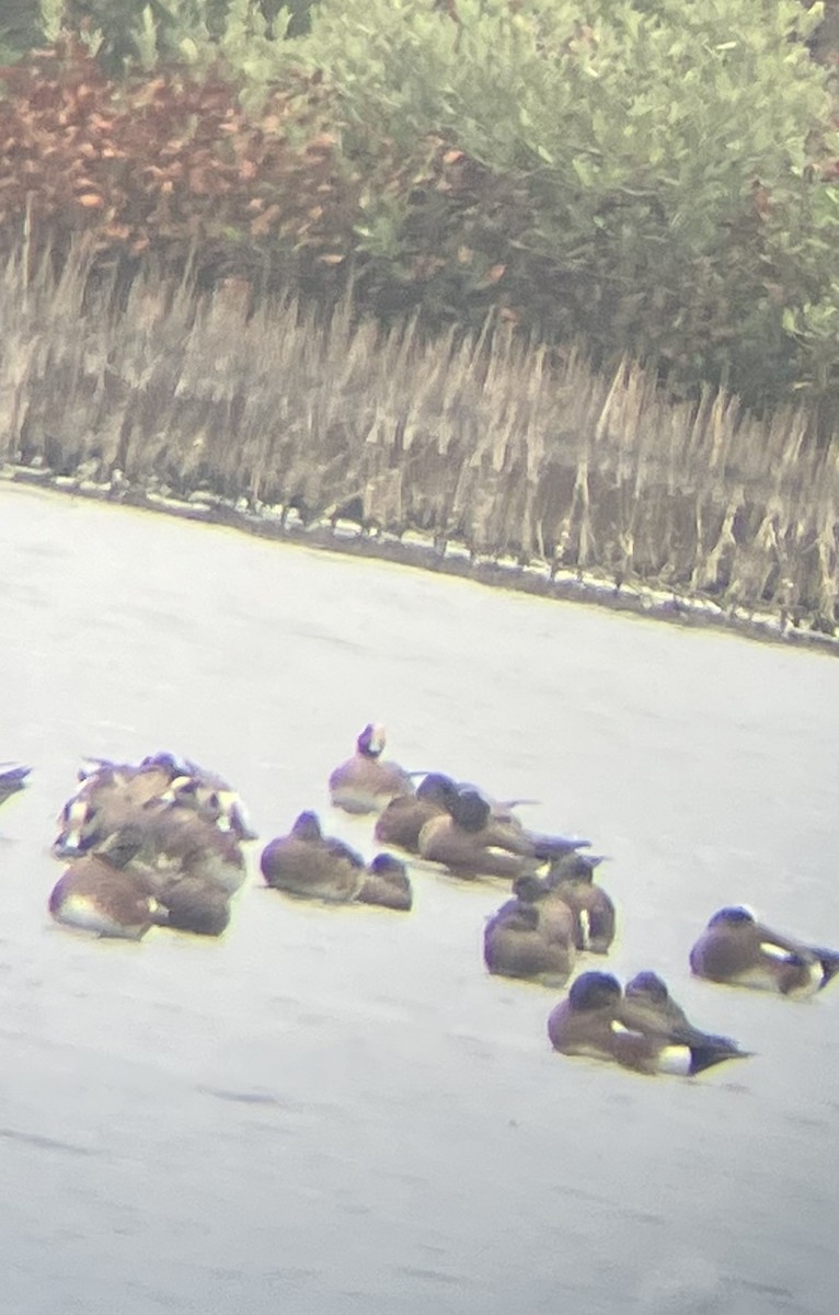 赤頸鴨 - ML651886133