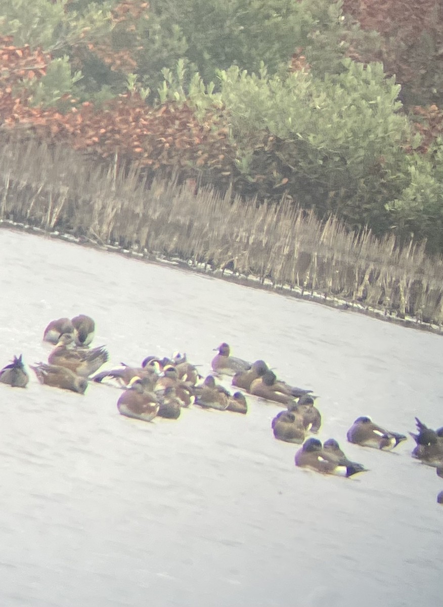 赤頸鴨 - ML651886134