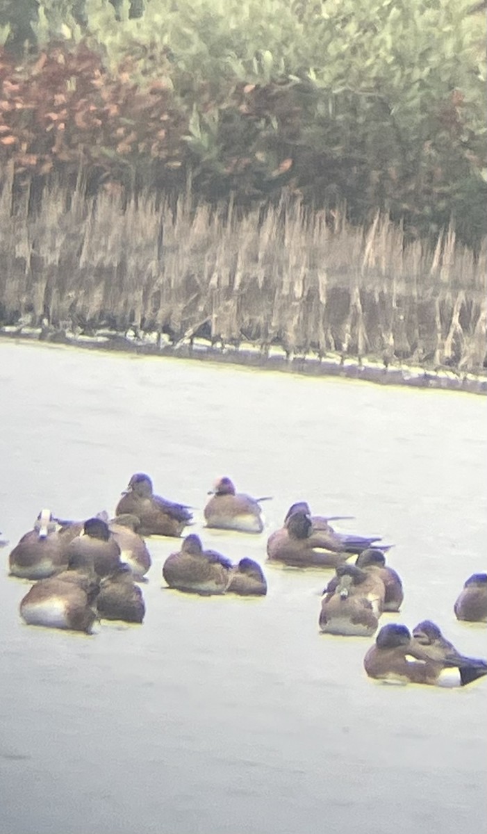 赤頸鴨 - ML651886135