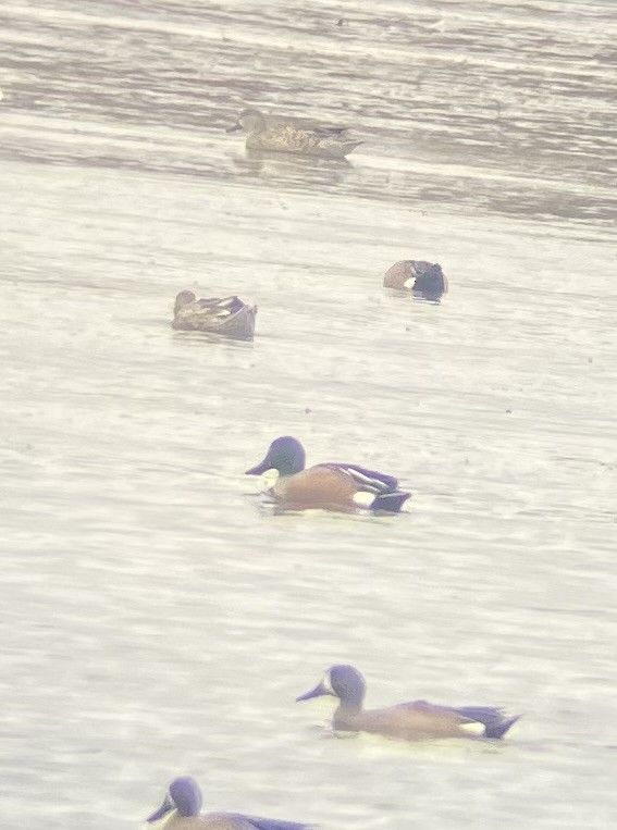 Blue-winged Teal x Northern Shoveler (hybrid) - ML651886150