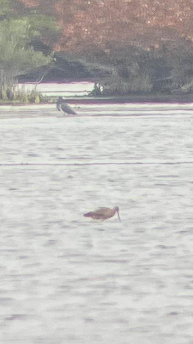 Marbled Godwit - ML651886427