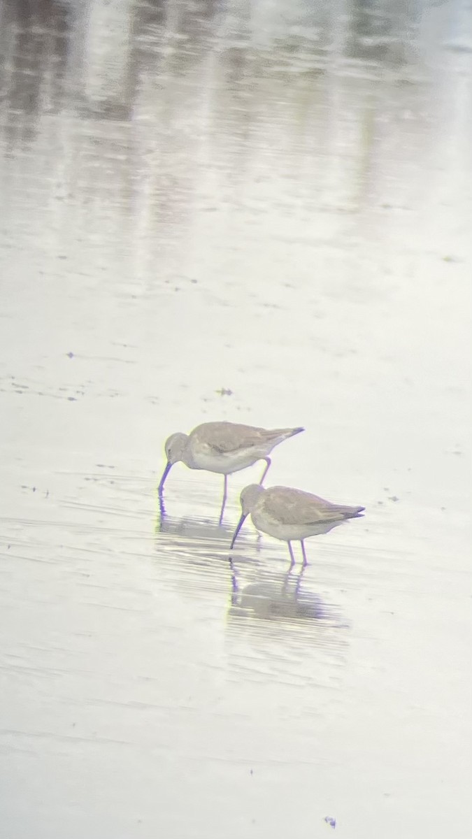 高蹺濱鷸 - ML651886441