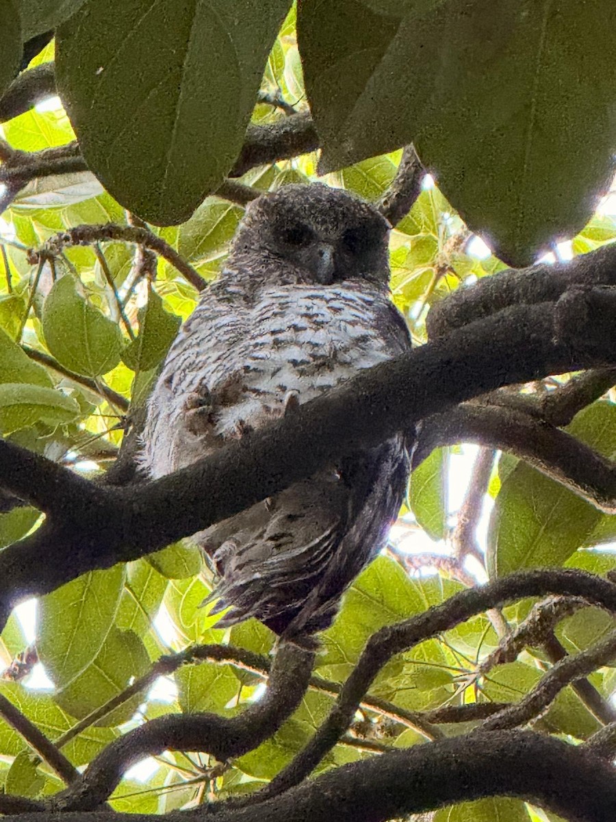 オニアオバズク - ML651886499