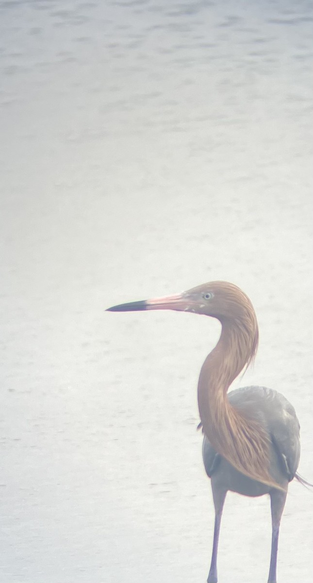 Reddish Egret - ML651886500