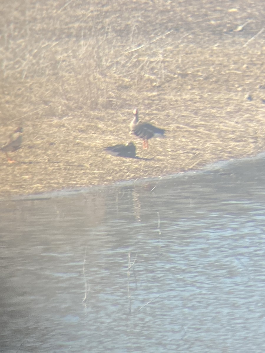 Greater White-fronted Goose - ML651886712