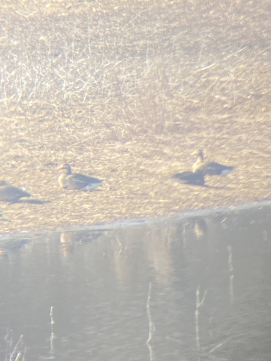 Greater White-fronted Goose - ML651886713