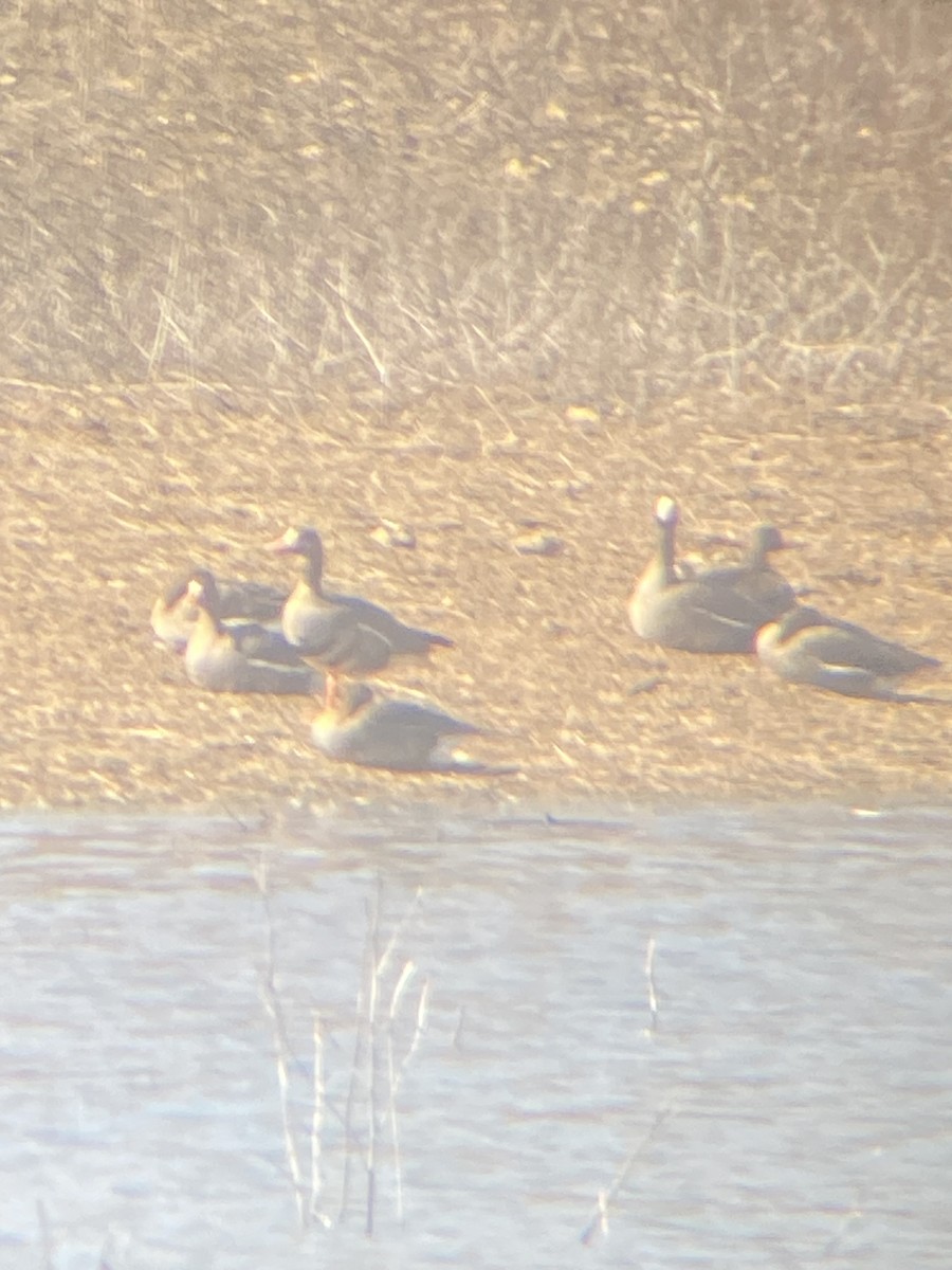 Greater White-fronted Goose - ML651886714