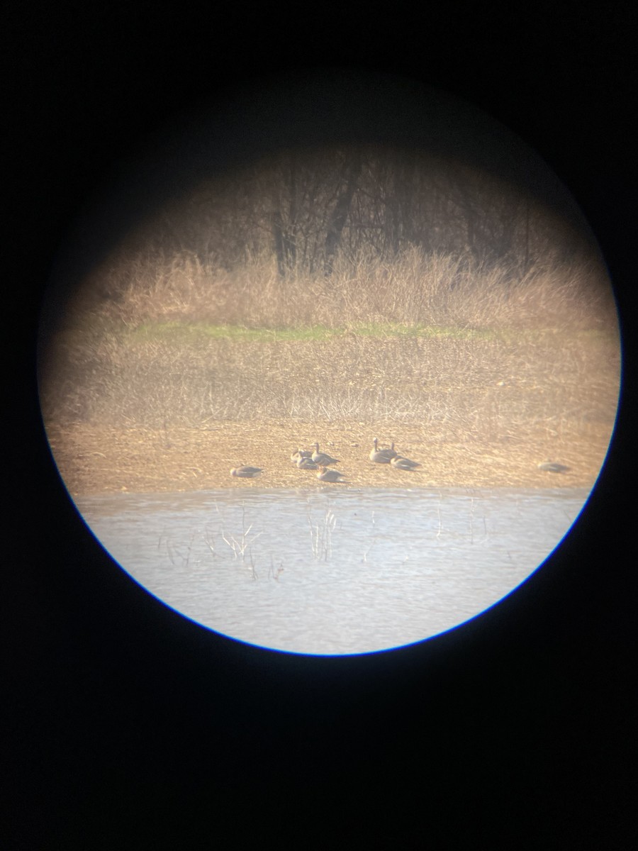 Greater White-fronted Goose - ML651886715