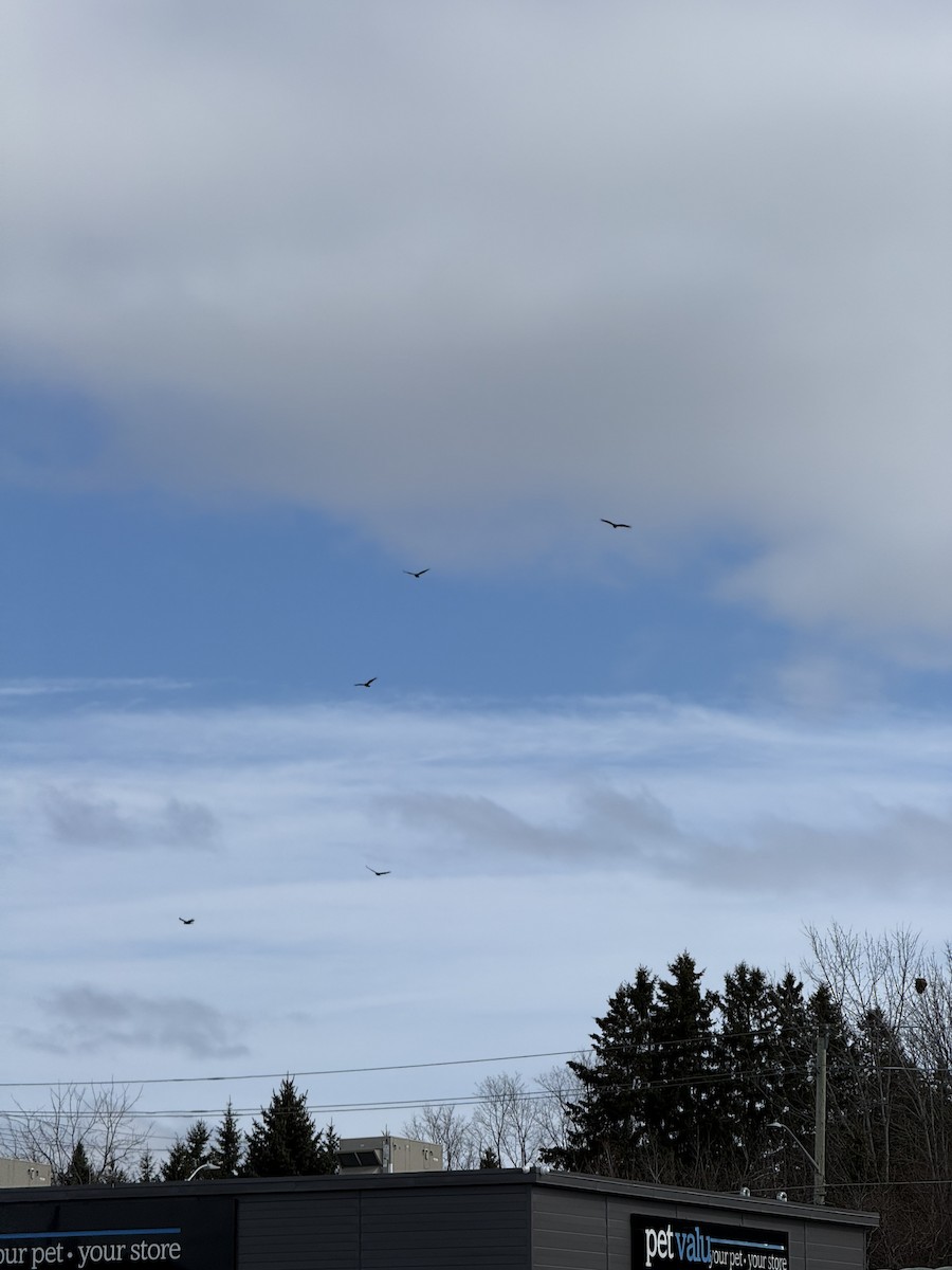 Turkey Vulture - ML651887822
