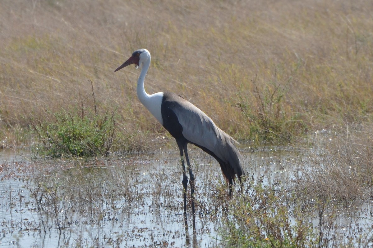 Wattled Crane - ML651887846