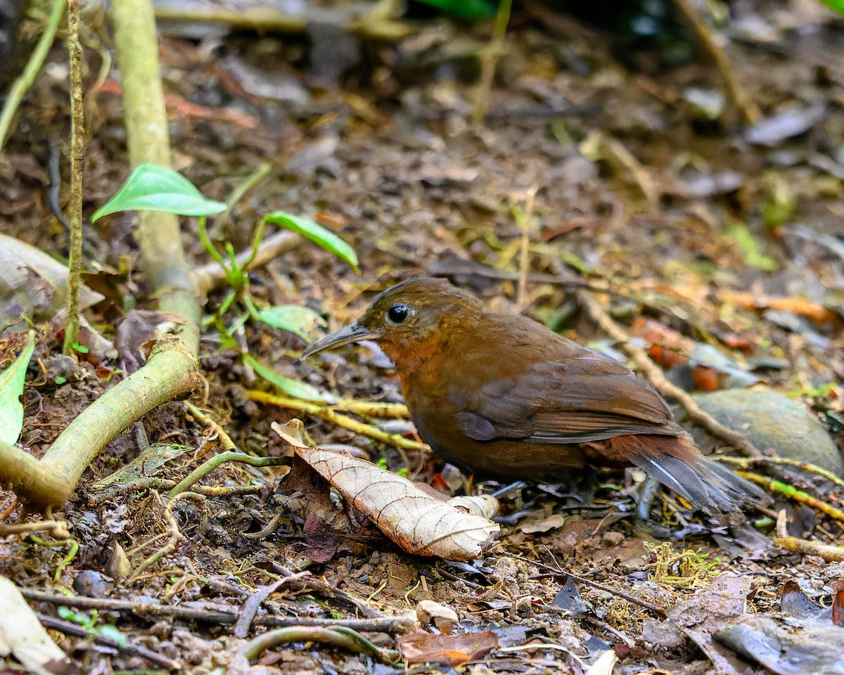 Tirahojas Mexicano - ML651888461