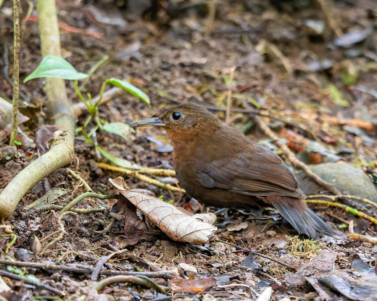 Tirahojas Mexicano - ML651888462