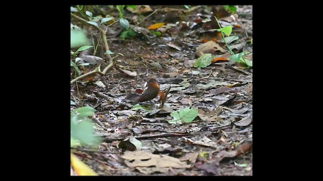 Middle American Leaftosser - ML651888482