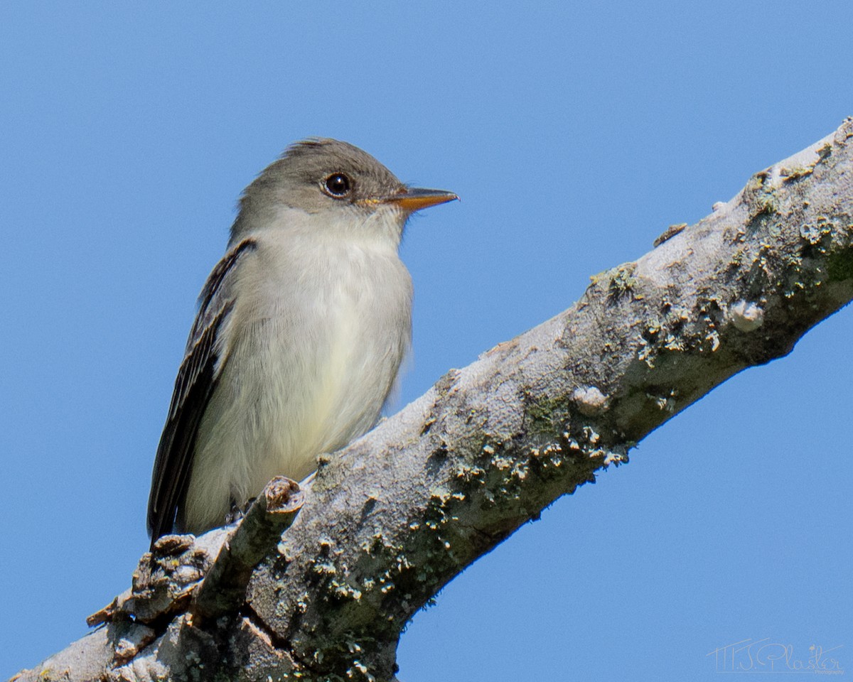 Eastern Wood-Pewee - ML651888493
