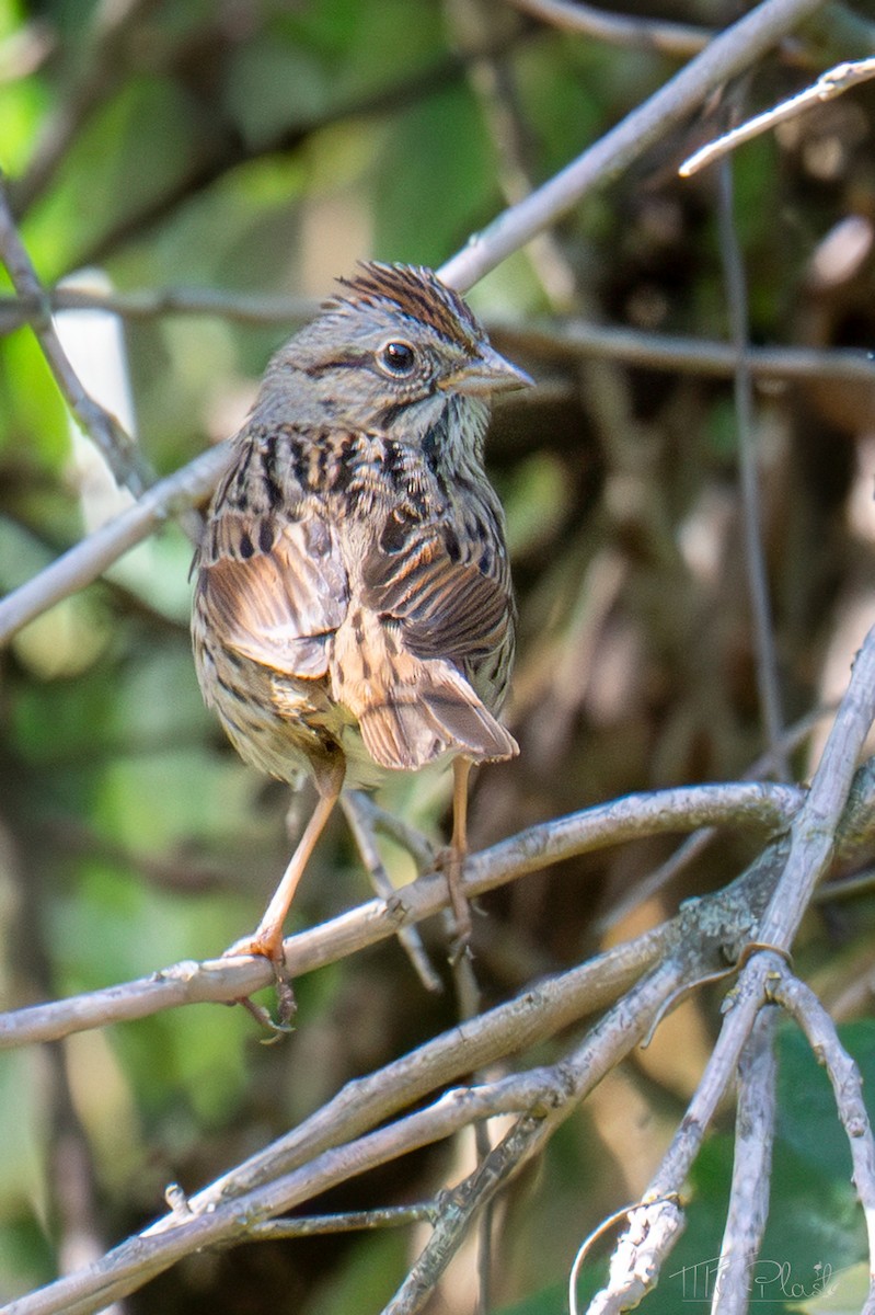 Lincoln's Sparrow - ML651888853