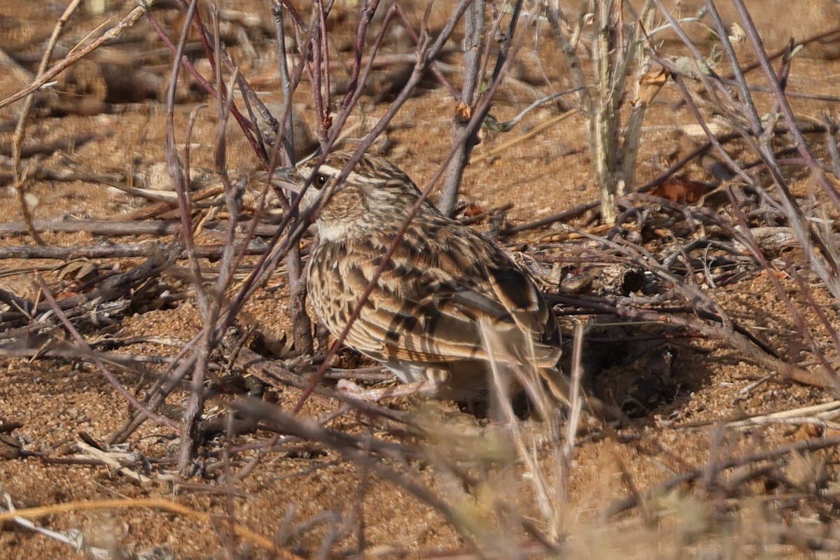 Fawn-colored Lark (Foxy) - ML651889015