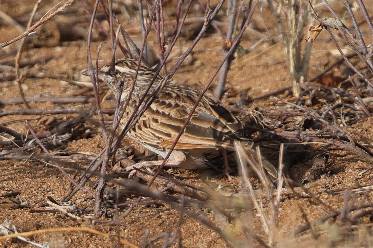 Fawn-colored Lark (Foxy) - ML651889017