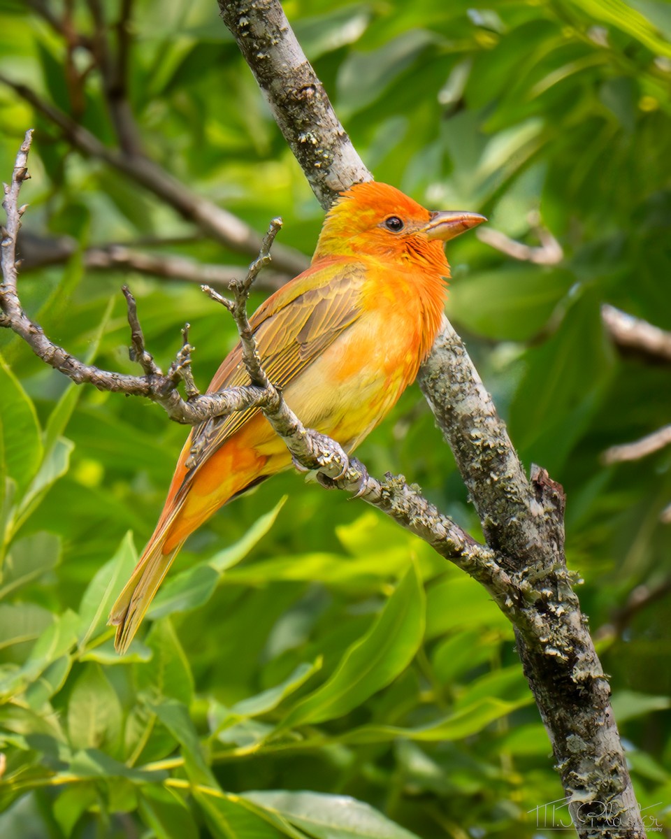 Summer Tanager - ML651889418