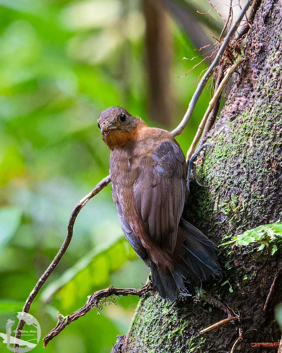 Tirahojas Mexicano - ML651889563