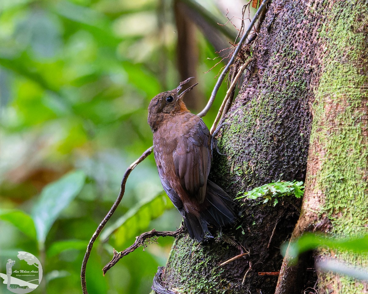 Tirahojas Mexicano - ML651889564