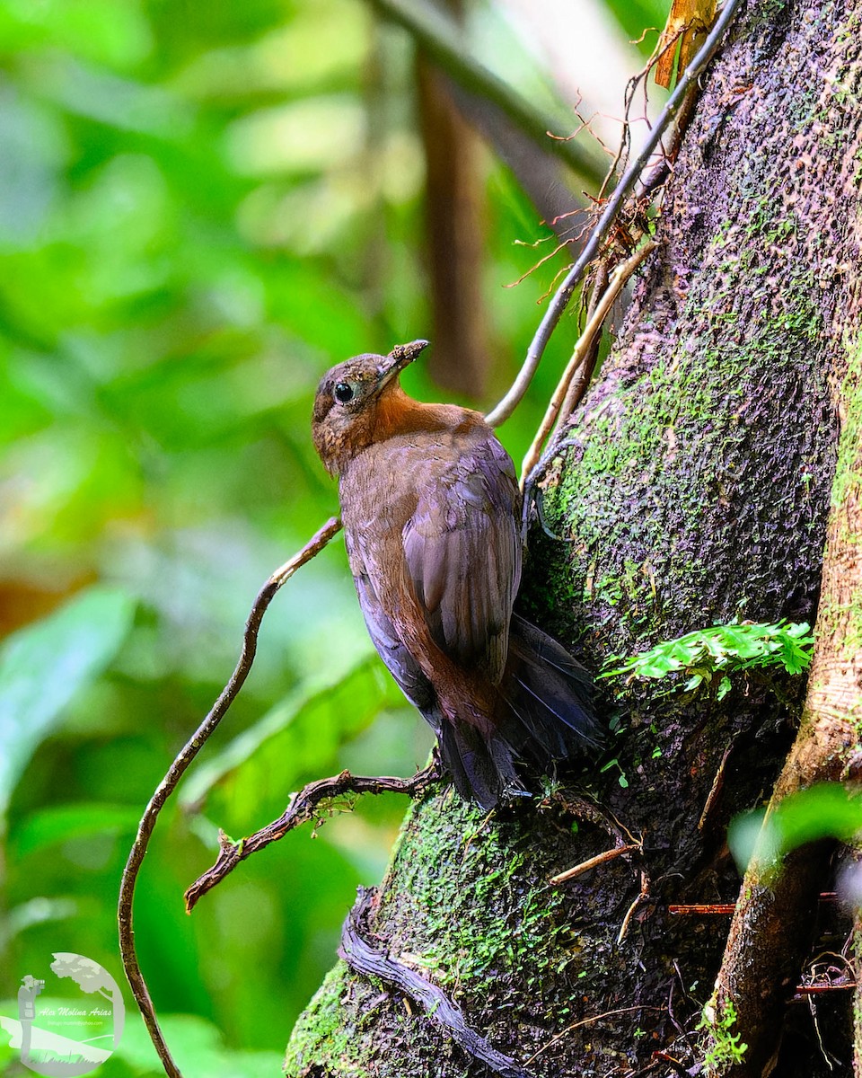 Tirahojas Mexicano - ML651889565