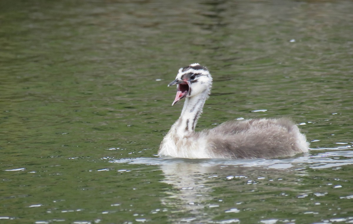Somormujo Lavanco - ML651889882