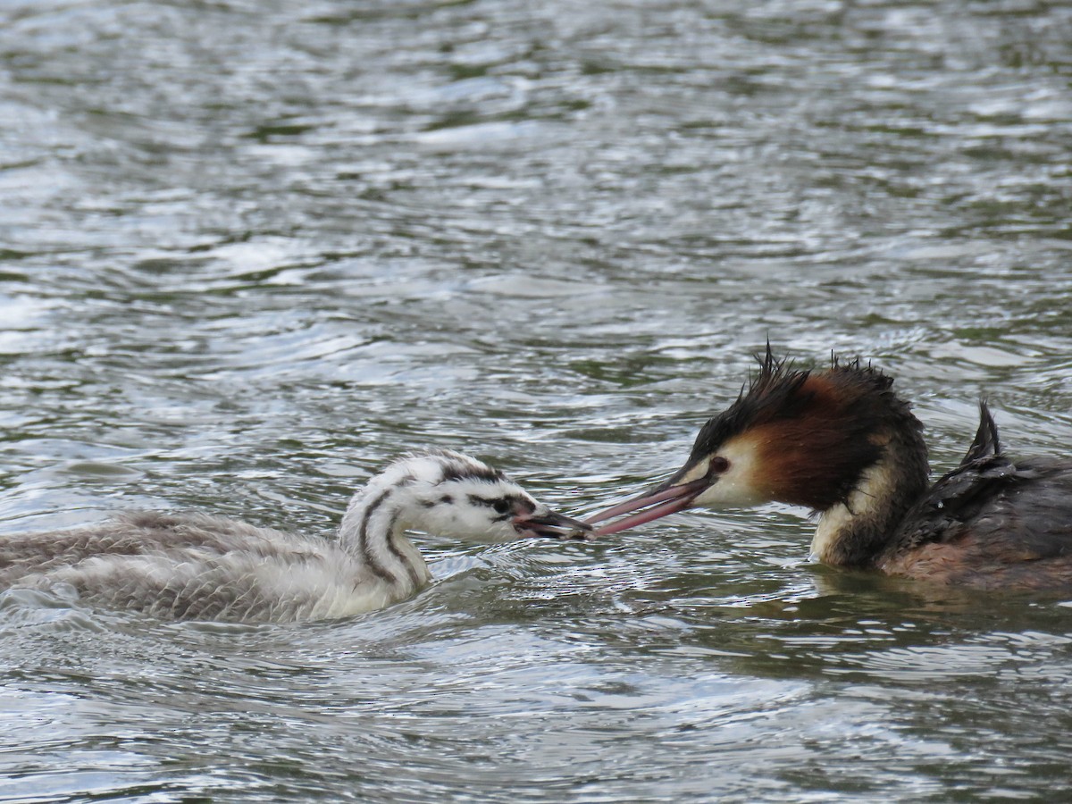 Somormujo Lavanco - ML651889888