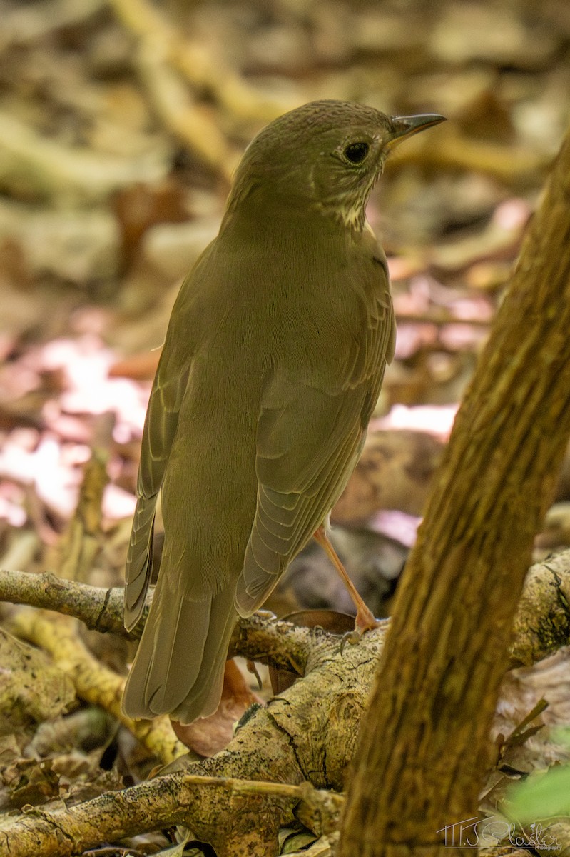 Gray-cheeked Thrush - ML651890626