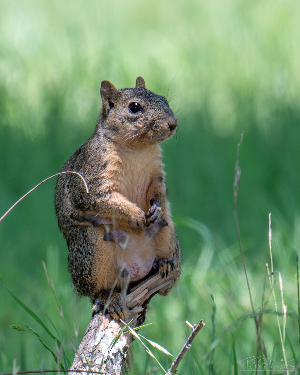 Texas Fox Squirrel - ML651890847