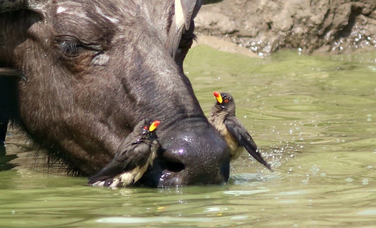 Ґедзеїд жовтодзьобий - ML651891334