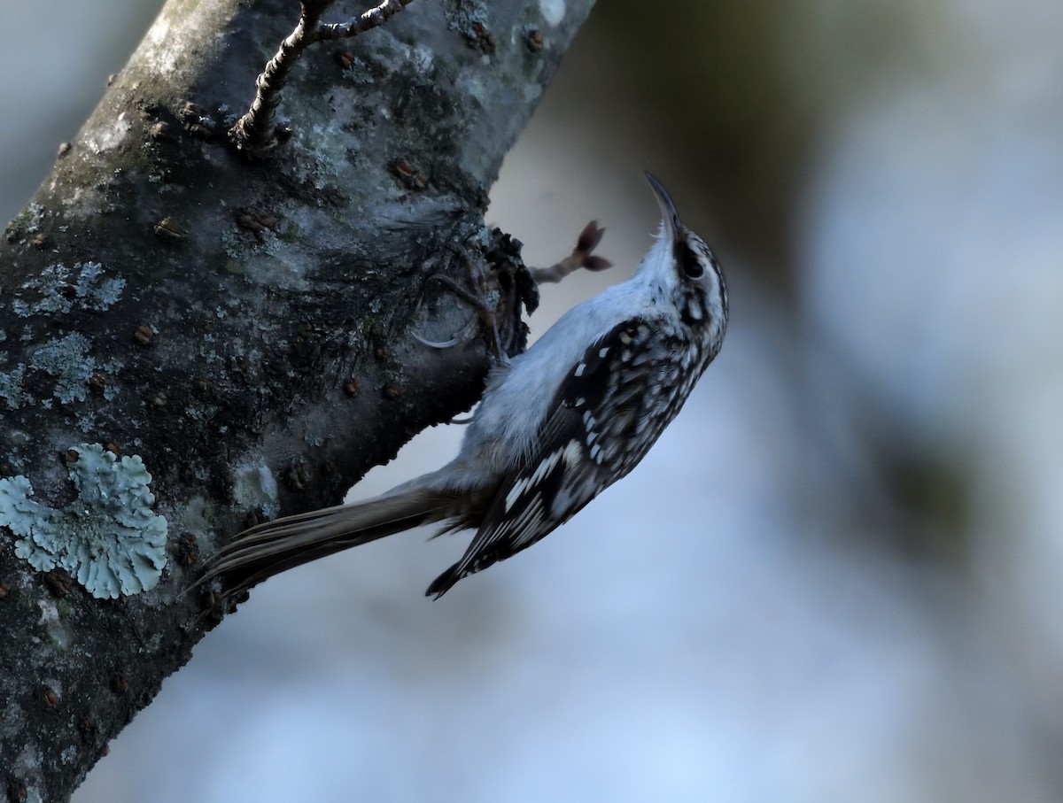 アメリカキバシリ - ML651892036