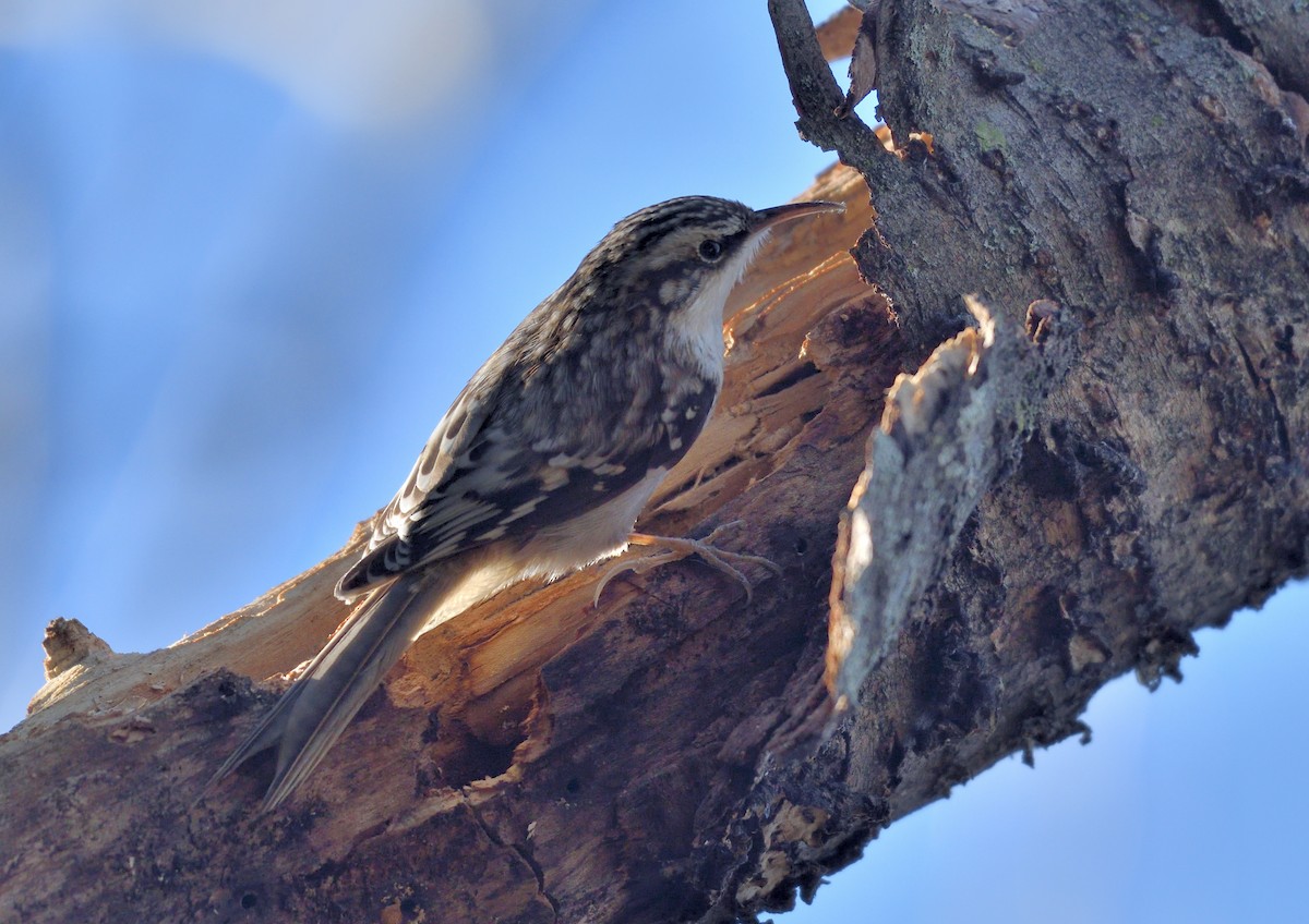 アメリカキバシリ - ML651892046