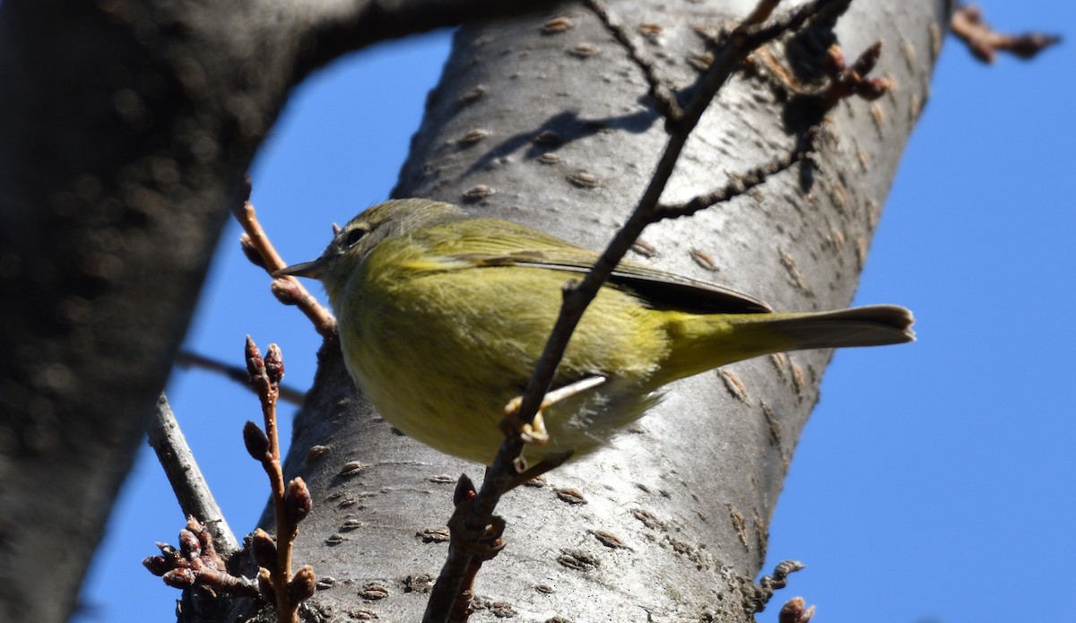 サメズアカアメリカムシクイ - ML651892217